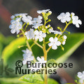 BRUNNERA macrophylla 'Betty Bowring' 