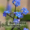 BRUNNERA macrophylla  