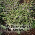 BRUNNERA macrophylla 'Hadspen Cream' 