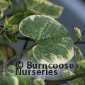 BRUNNERA macrophylla 'Hadspen Cream' 