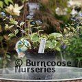 BRUNNERA macrophylla 'Hadspen Cream' 
