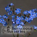 BRUNNERA macrophylla 'Jack Frost' 