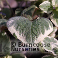 BRUNNERA macrophylla 'Variegata' 