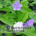 BRUNFELSIA pauciflora  
