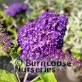 Small image of Butterfly bush