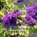 BUDDLEJA davidii Buzz Midnight 
