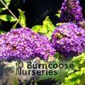 BUDDLEJA davidii Buzz Midnight 
