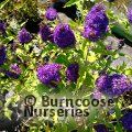 BUDDLEJA davidii Buzz Midnight 