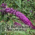 BUDDLEJA davidii 'Royal Red' 