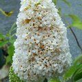 BUDDLEJA davidii 'White Profusion' 