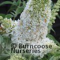 BUDDLEJA davidii 'White Profusion' 