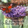 BUDDLEJA davidii 'Empire Blue' 
