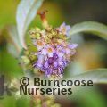 BUDDLEJA limitanea  