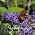 BUDDLEJA 'Lochinch'  