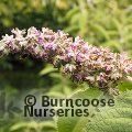 Small image of BUDDLEJA