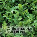 Small image of BUXUS