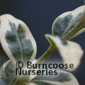 Small image of BOX - see BUXUS