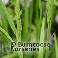 Small image of CALAMAGROSTIS