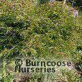 CALLIANDRA surinamensis  