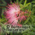 CALLIANDRA surinamensis  