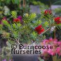 CALLISTEMON citrinus 'Little John' 