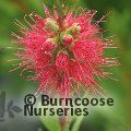 Small image of Bottlebrush