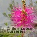 CALLISTEMON viminalis 'Hot Pink' 