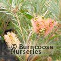 CALLISTEMON viminalis 'Rose Opal' 