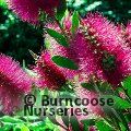 CALLISTEMON viminalis 'Hot Pink' 