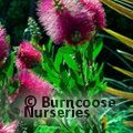 CALLISTEMON viminalis 'Hot Pink' 