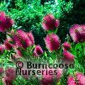 CALLISTEMON viminalis 'Hot Pink' 