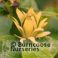CALYCANTHUS floridus 'Athens' 