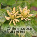 CALYCANTHUS floridus 'Athens' 