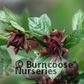 Small image of SINOCALYCANTHUS - see CALYCANTHUS