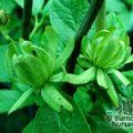 CALYCANTHUS floridus 'Athens' 