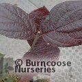 CALYCANTHUS floridus 'Burgundy Spice' 