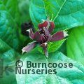 CALYCANTHUS floridus 'Michael Lindsey' 