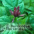 CALYCANTHUS floridus 'Michael Lindsey' 
