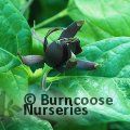 CALYCANTHUS floridus 'Michael Lindsey' 