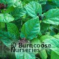 CALYCANTHUS floridus 'Michael Lindsey' 