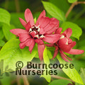 Small image of CALYCANTHUS