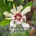 Small image of CALYCANTHUS