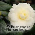 CAMELLIA 'Golden Anniversary'  