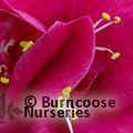 Photo of Camellia - Save £5.00