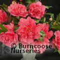 CAMELLIA 'Anticipation'  
