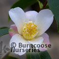 CAMELLIA 'Apple Blossom'  