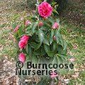 CAMELLIA 'Arch of Triumph'  