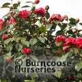 CAMELLIA 'Arch of Triumph'  