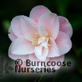 CAMELLIA 'Berenice Boddy'  
