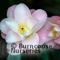 CAMELLIA 'Berenice Boddy'  